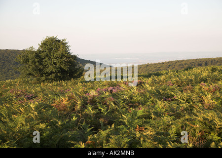 Bracken hillside looking down from the Quantock hills over Bristol Channel on a hazy summer afternoon, Somerset, England Stock Photo