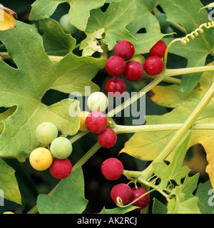 Cretan Bryony / White Bryony Stock Photo