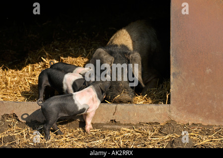 Freerange British Saddleback Piglets with Mother - Oxfordshire, UK Stock Photo