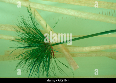 Egyptian Paper Plant Stock Photo