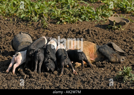 Freerange British Saddleback piglets feeding - Oxfordshire, UK Stock Photo