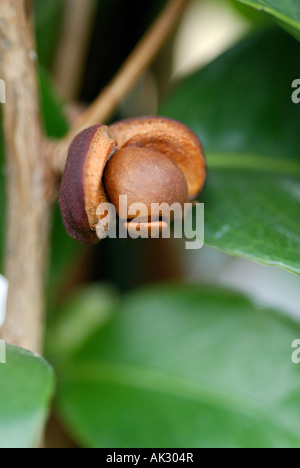 CULTIVATED CAMELIA SHRUB SHOWING FRUIT OPENING AND SEEDS READY TO DROP AND PROPERATE IN GARDEN Stock Photo