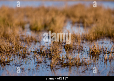 Grass flooded by seawater at Walberswick in Suffolk Stock Photo