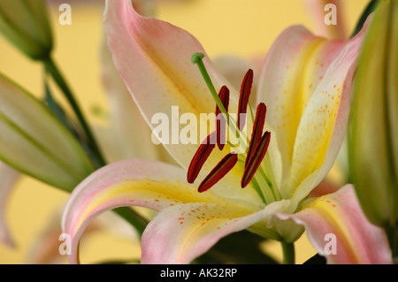 Pastel shades of pink, yellow, green of oriental lily Stock Photo