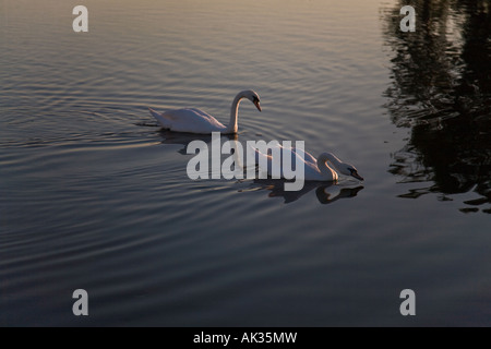 A par of Mute Swans (Cygnus olor) reflected in the River Ant, Norfolk Broads, UK Stock Photo