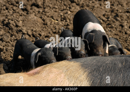 Freerange British Saddleback Piglets Feeding - Oxfordshire, UK Stock Photo