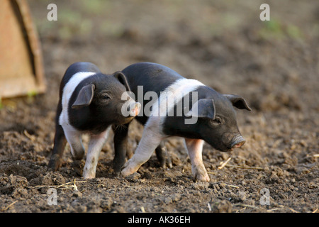 Freerange British Saddleback Piglet - Oxfordshire, UK Stock Photo