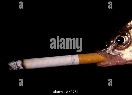 fish smoking cigarette Sobering Photo Of A "Smoking Fish" Wins Conservation Ocean Photography Award Its the perfect blend of thoughtfulness and convenience Fish Smoking a Cigarette -