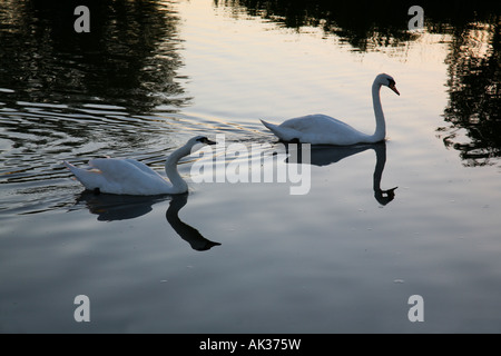 A par of Mute Swans (Cygnus olor) reflected in the River Ant, Norfolk Broads, UK Stock Photo