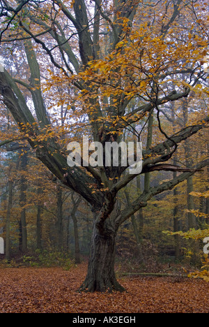 Ancient Hornbeam tree (Carpinus betulus) in autumn Stock Photo