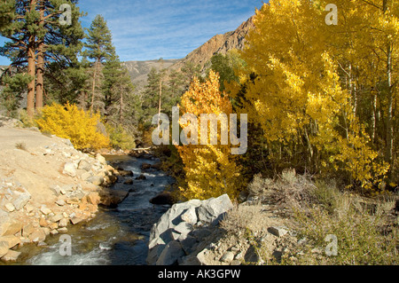 Golden fall aspens and stream in the Sierras Stock Photo