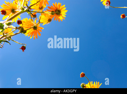 Orange daisies worm' s eye view against blue sky Stock Photo