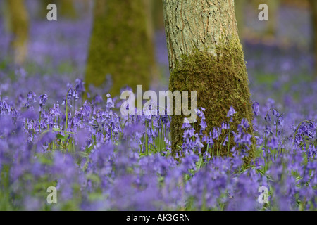 Common Bluebell Wood Oxfordshire UK Stock Photo