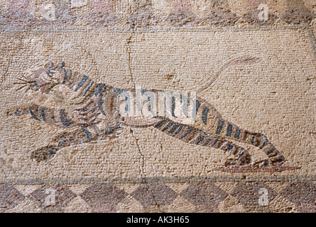 Mosaic of Tiger in the 2nd 4th century A D Roman Villa of Dionysos at Paphos Cyprus Stock Photo