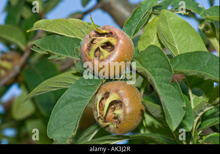 medlar fruit ripe medlar-tree MESPILUS GERMANICA L mispel two 2 Stock Photo