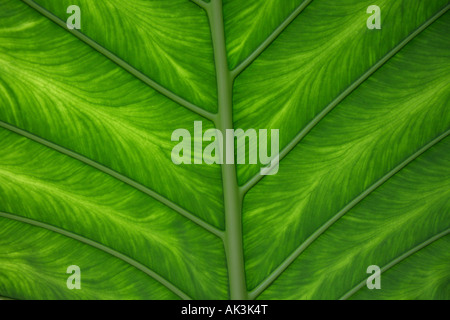 Banana leaf at Royal Botanic Gardens Kew, London Stock Photo