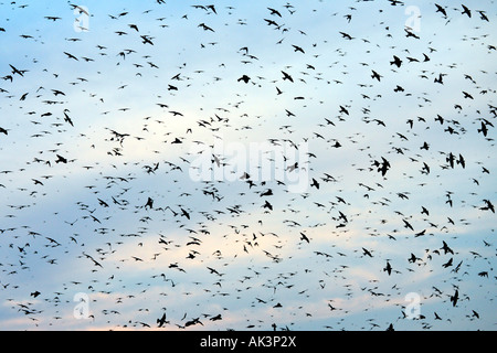 Martin Flock Pattern Purple Martin Flock at Lake Murray South Carolina Stock Photo - Alamy