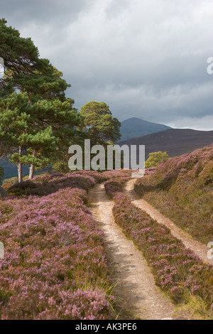 Scottish purple heather moors and Caledonian Pine trees in Mar Lodge Estate, Braemar Cairngorms National Park Scotland UK Stock Photo