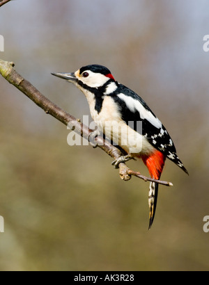 Great Spotted Woodpecker Dendrocopos major Kent UK Stock Photo