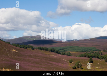 Scottish purple heather moors and Caledonian Pine trees in Mar Lodge Estate, Braemar Cairngorms National Park Scotland UK Stock Photo