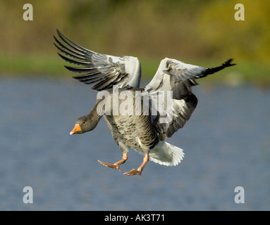 Greylag Goose Anser anser coming in to land caerlaverock Scotland winter Stock Photo
