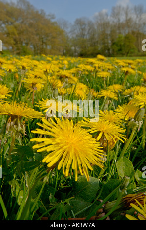 Dandelions in flower in field Kent April Stock Photo