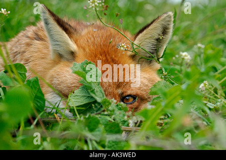 Fox Vulpes vulpes resting in long grass but with one eye open for danger Kent summer Stock Photo