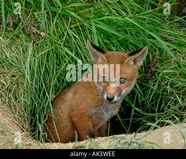 Fox Vulpes vulpes cub at entrance to earth Kent April Stock Photo