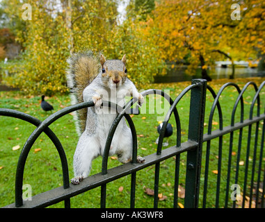 Grey Squirrel in St James Park London UK Stock Photo