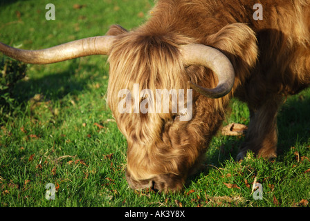 Aberdeen Angus Bull, New Forest, Hampshire, England, United Kingdom Stock Photo