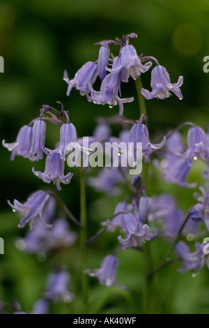 Bluebells in an English country garden, bright blue and in full bloom ...