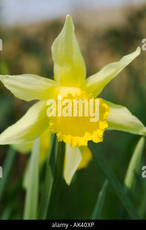 Wild daffodil in flower in spring Dunsford Wood Nature Reserve Dartmoor National Park Devon Great Britain Stock Photo