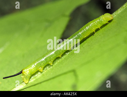 Young larva of death's head hawk moth Stock Photo