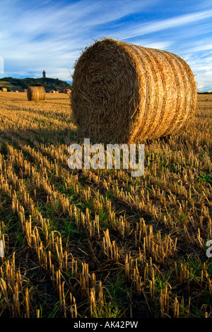 Hay bails at Scrabo Tower, Newtownards - Northern Ireland. Hay bails at Scrabo Tower, Newtownards - Northern Ireland.
