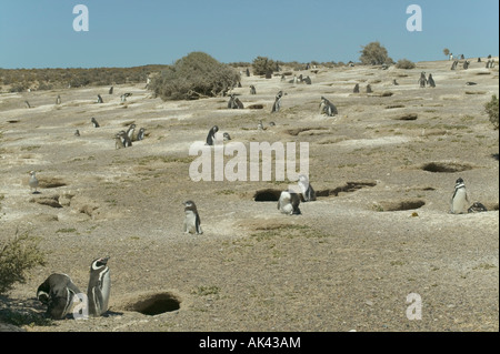 A view of scattered penguins standing outside their burrows at Punta Tombo nr Trelew Patagonia Argentina Stock Photo