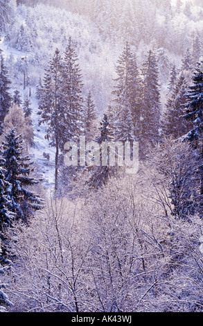 snowfall in the forest landscape Stock Photo