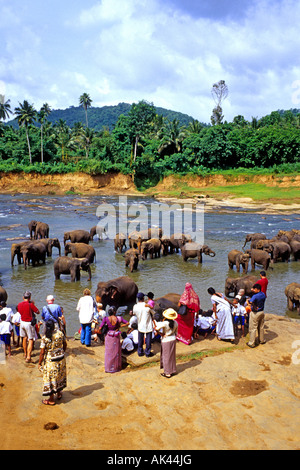 Tourists gather at Pinnawalla elephant orphanage in Sri Lanka to see the animals being bathed and washed Stock Photo