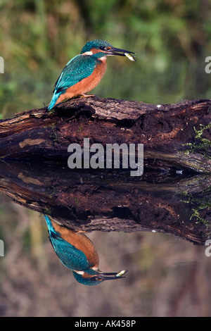 Kingfisher alcedo atthis on log in pond with stickleback with reflection in water Potton Bedfordshire Stock Photo