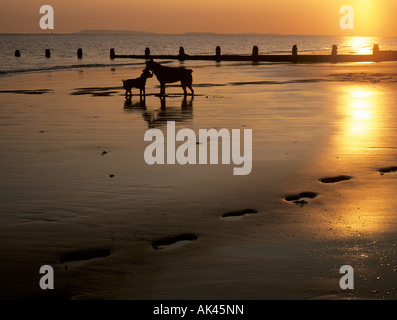 TWO DOGS on a BEACH at SUNSET silhouetted against a low sun reflecting off wet sand with footprints in foreground. Selsey West Sussex England UK Stock Photo