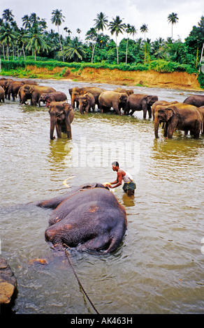 Pinnawalla elephant orphanage in Sri Lanka where the animals are being bathed and washed Stock Photo