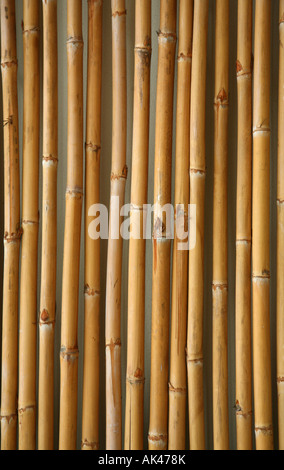 Bamboo pattern Stock Photo