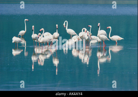 Greater Flamingos Lake Bogoria in the Great Rift Valley Kenya East Africa Stock Photo