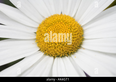 COMMON DAISY, 'ox-eye' 'Leucanthemum vulgare'  white petals and yellow centre.