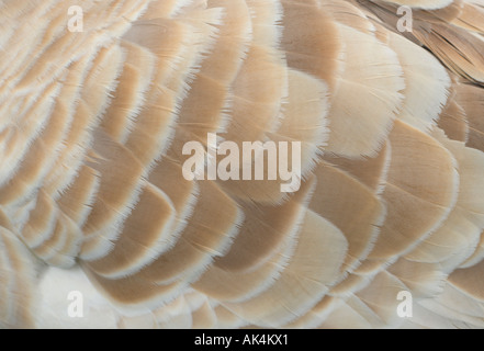 Feather of Western Greylag goose Anser anser anser Stock Photo