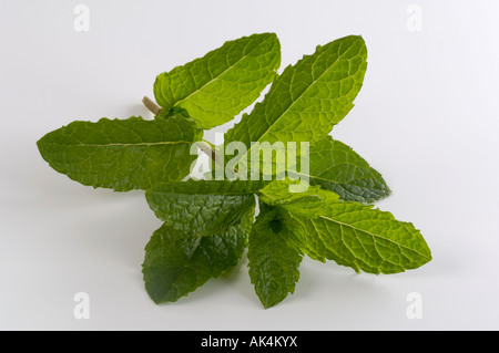 Curly Mint Stock Photo