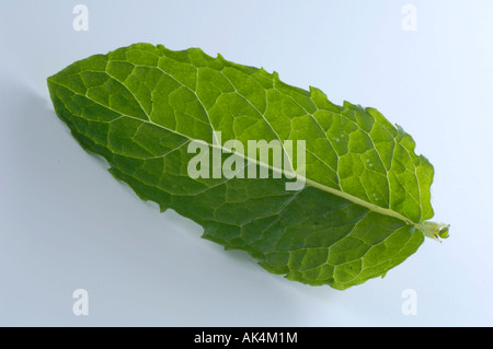 Curly Mint Stock Photo