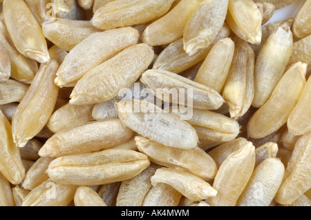 Polish Wheat Stock Photo