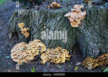 Tree Fungi growing on tree stump, Surrey, England, United Kingdom Stock Photo