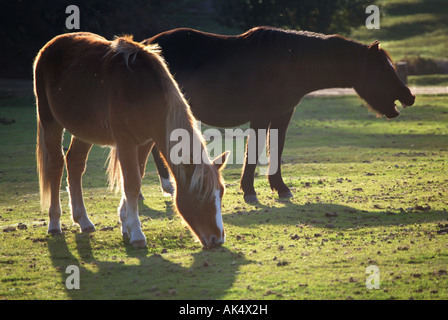 New Forest Ponies, New Forest National Park, Hampshire, England, United Kingdom Stock Photo