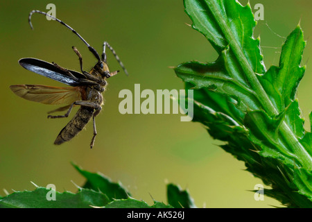 Thistle Longhorn Beetle Stock Photo